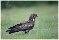 Saint Piat _21-05-2018-07-55-24_0084